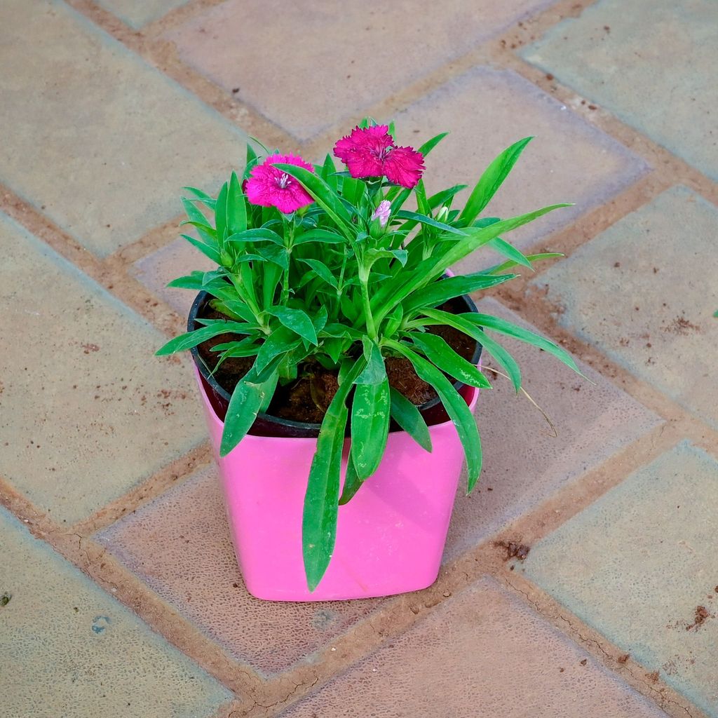 Buy Dianthus Dark Pink in 4 Inch Premium Square Plastic Pot (any colour) Online | Urvann.com Gift Ready - Dianthus Dark Pink in 4 Inch Premium Square Plastic Pot (any colour) With a Chic Bag