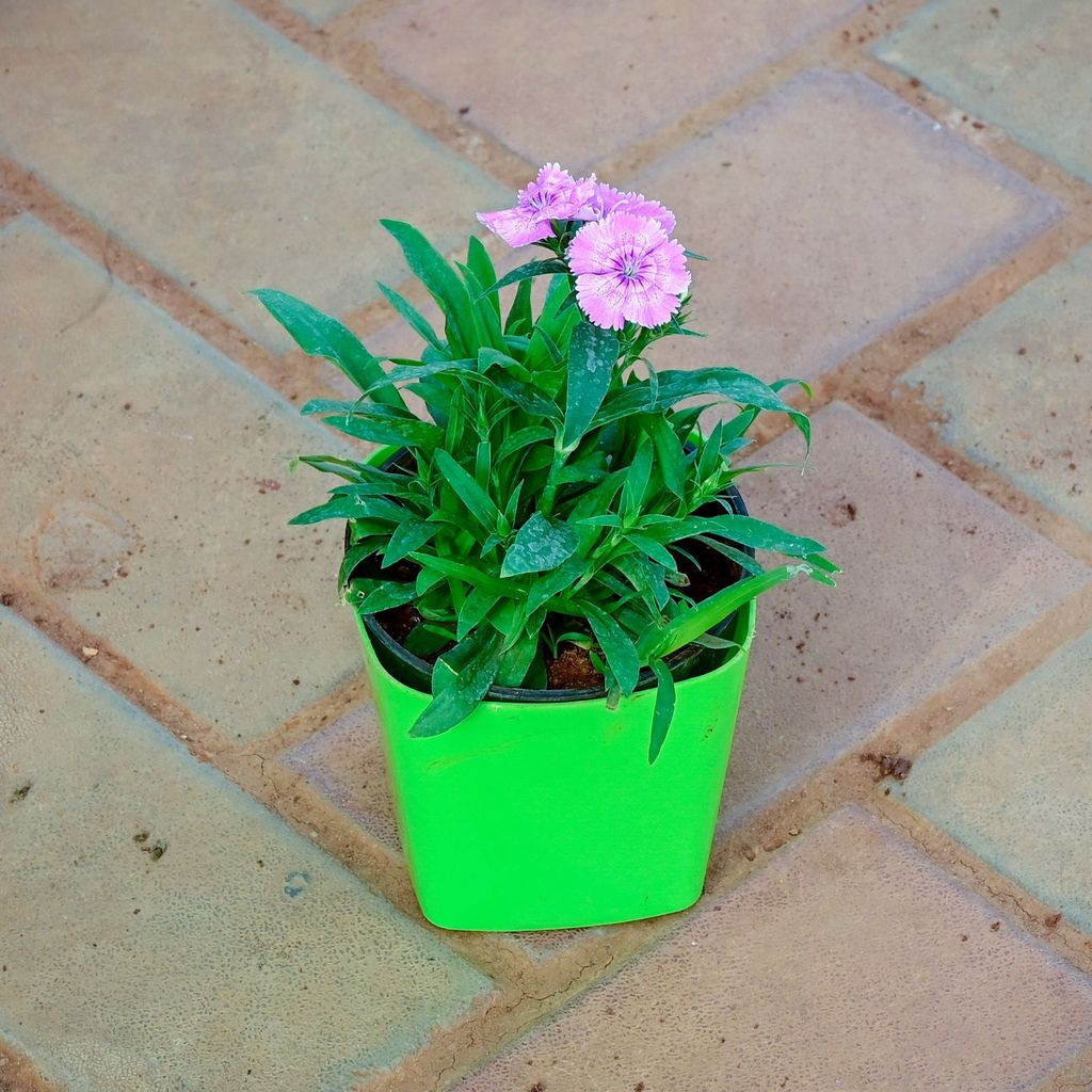 Buy Dianthus Light Pink in 4 Inch Premium Square Plastic Pot (any colour) Online | Urvann.com Gift Ready - Dianthus Light Pink in 4 Inch Premium Square Plastic Pot (any colour) With a Chic Bag