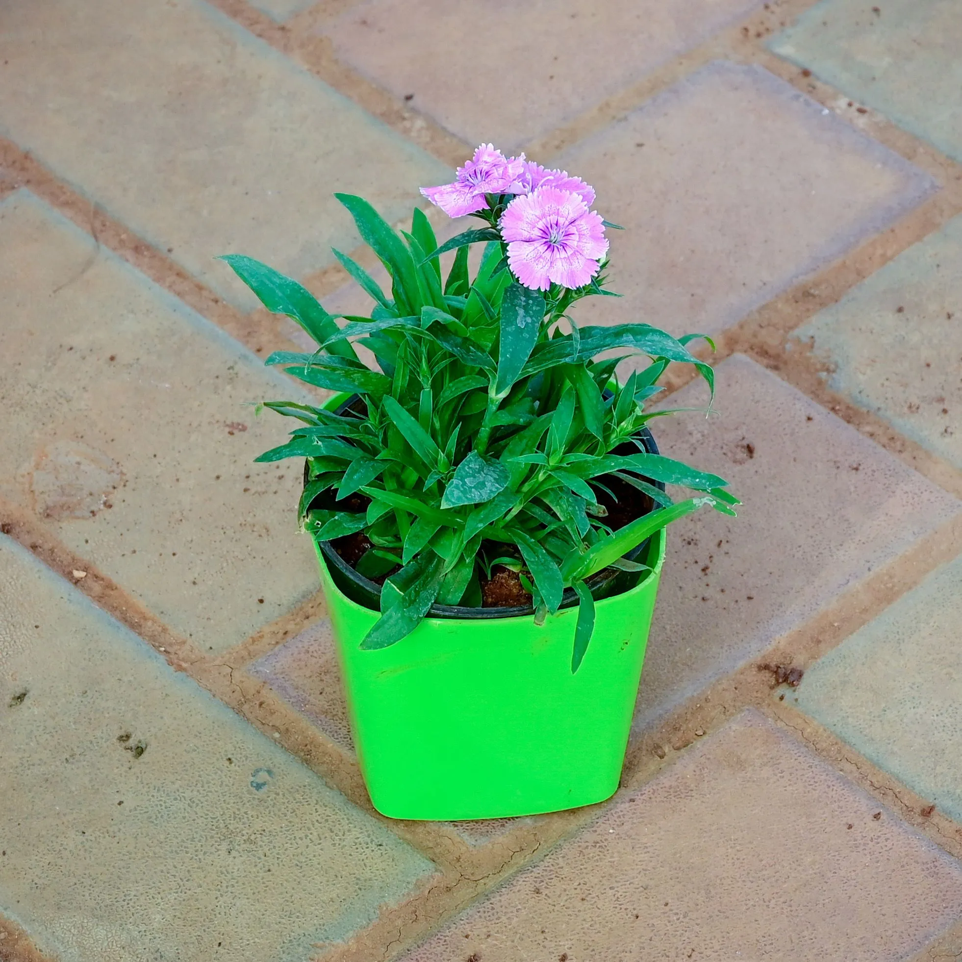 Gift Ready - Dianthus Light Pink in 4 Inch Premium Square Plastic Pot (any colour) With a Chic Bag
