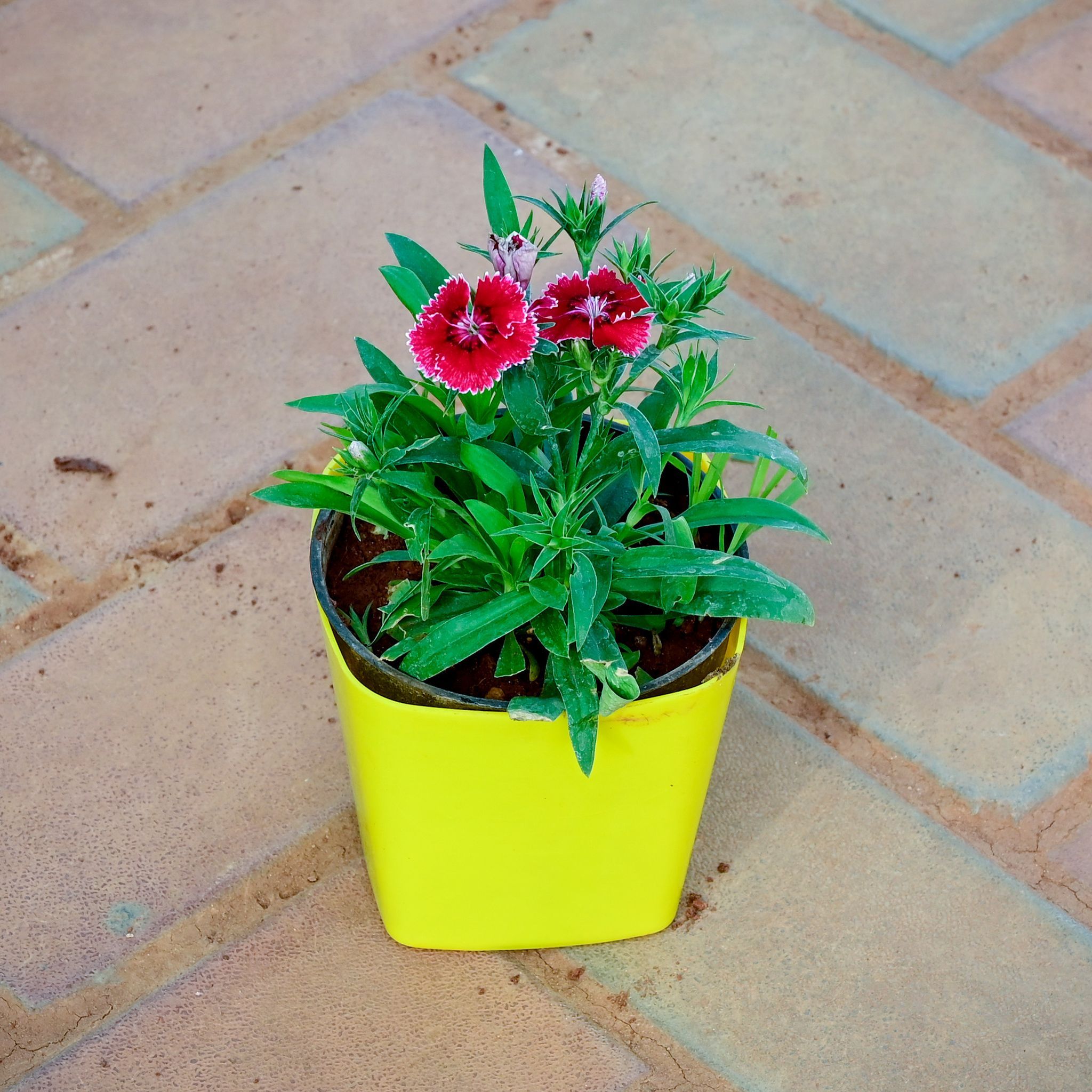 Gift Ready - Dianthus (any colour) in 4 Inch Yellow Premium Square Plastic Pot With a Chic Bag