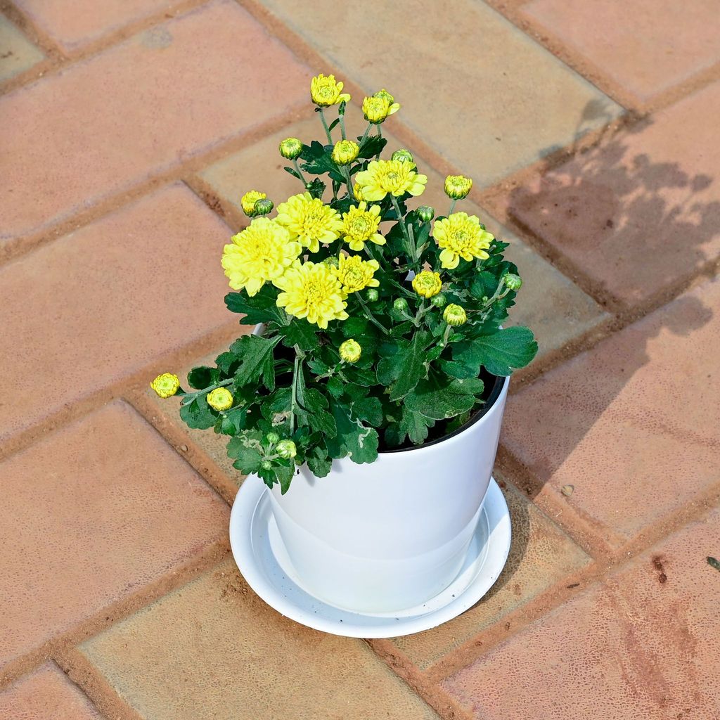 Buy Chrysanthemum / Guldawari / Guldaudi Yellow in 5 Inch White Premium Sphere Plastic Pot with Tray Online | Urvann.com Gift Ready - Chrysanthemum / Guldawari / Guldaudi Yellow in 5 Inch White Premium Sphere Plastic Pot with Tray With a Chic Bag