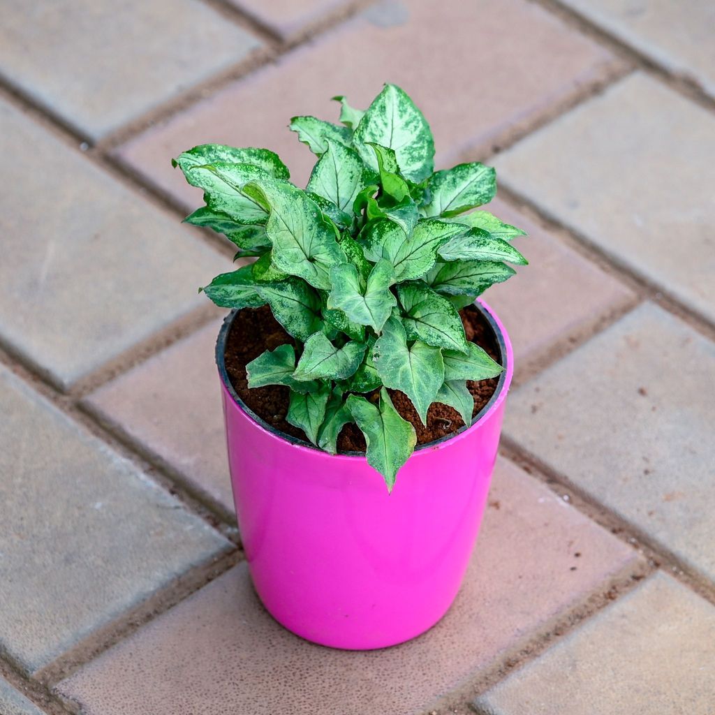 Buy Syngonium Pixie Green in 5 Inch Premium Sphere Plastic Pot (any colour) Online | Urvann.com Gift Ready - Syngonium Pixie Green in 5 Inch Premium Sphere Plastic Pot (any colour) With a Chic Bag
