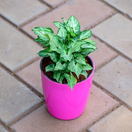 Buy Syngonium Pixie Green in 5 Inch Premium Sphere Plastic Pot (any colour) Online | Urvann.com