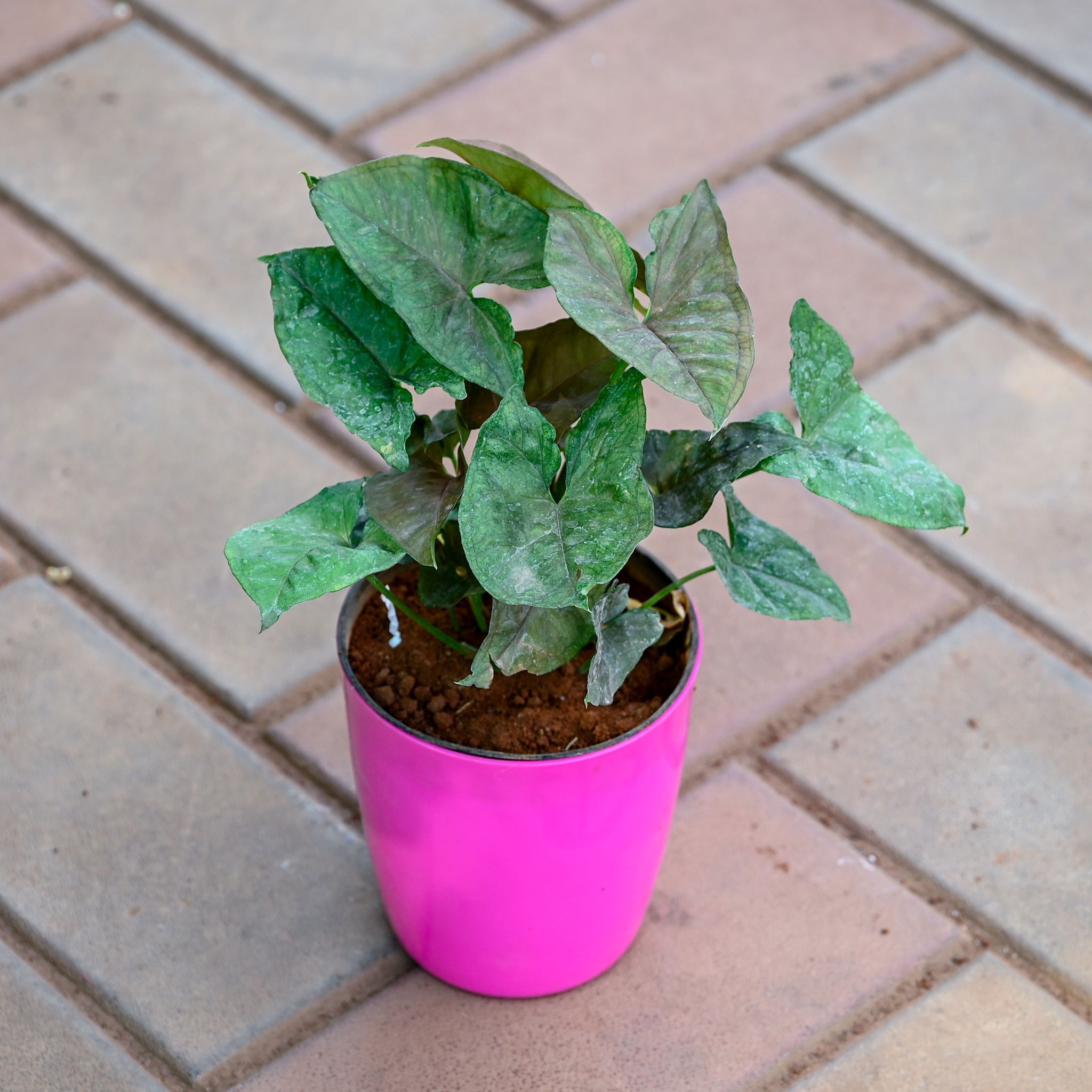Gift Ready - Syngonium Black in 5 Inch Premium Sphere Plastic Pot (any colour) With a Chic Bag