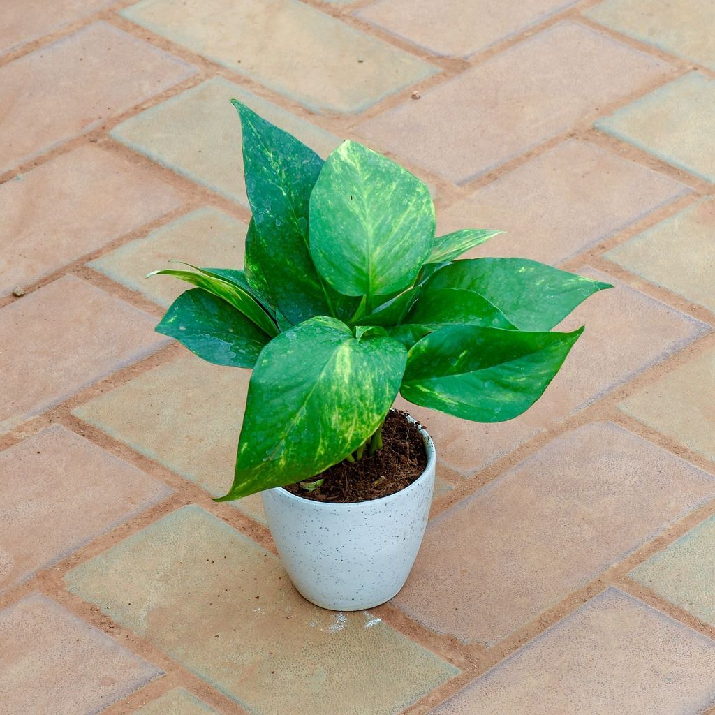 Gift Ready - Money Plant Green in 4 Inch Classy White Cup Ceramic Pot With a Chic Bag