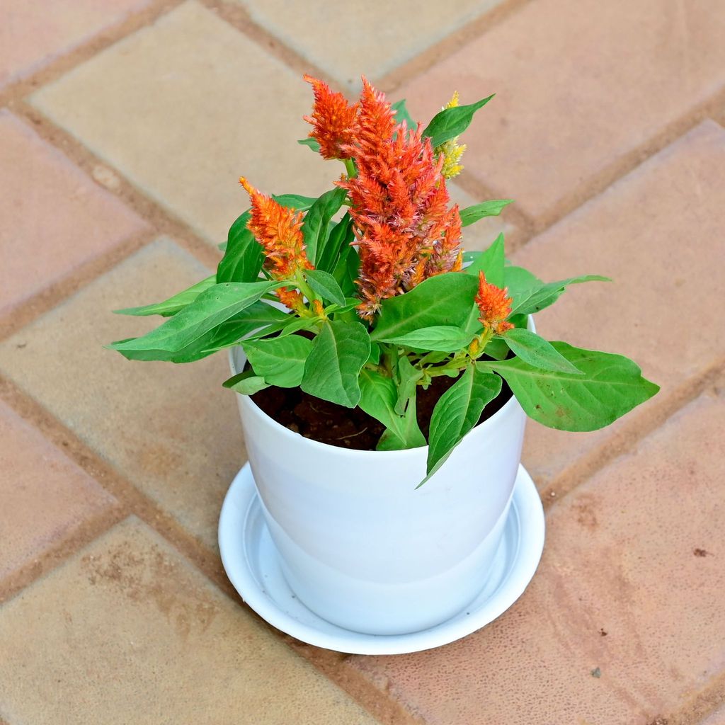 Buy Cockscomb Orange in 5 Inch White Premium Sphere Plastic Pot with Tray Online | Urvann.com Gift Ready - Cockscomb Orange in 5 Inch White Premium Sphere Plastic Pot with Tray With a Chic Bag