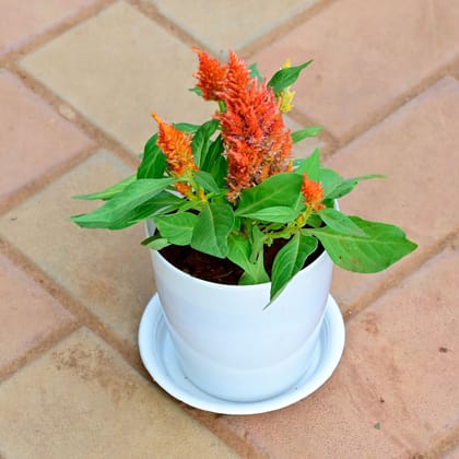 Buy Cockscomb Orange in 5 Inch White Premium Sphere Plastic Pot with Tray Online | Urvann.com