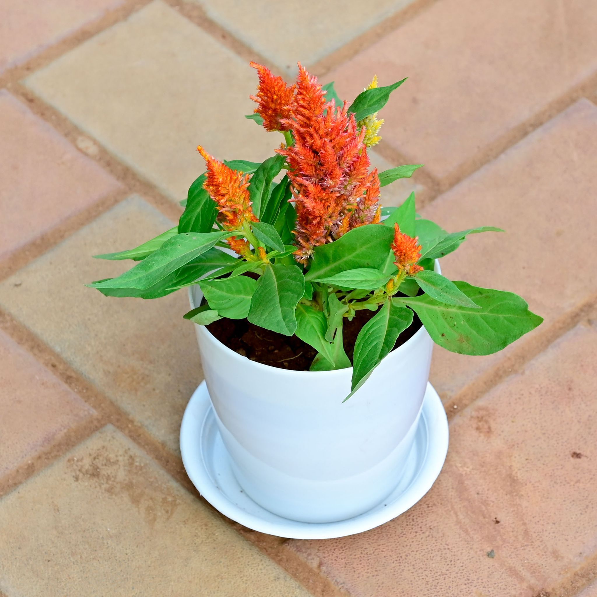 Gift Ready - Cockscomb Orange in 5 Inch White Premium Sphere Plastic Pot with Tray With a Chic Bag