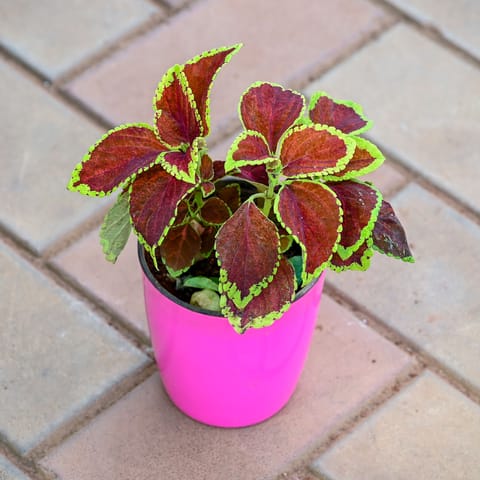 Gift Ready - Coleus (any colour & design) in 5 Inch Premium Sphere Plastic Pot (any colour) With a Chic Bag