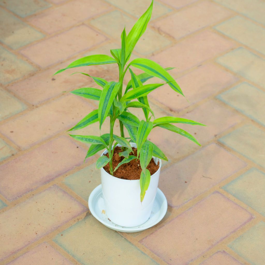 Buy Soil Bamboo in 5 Inch White Premium Sphere Plastic Pot with Tray Online | Urvann.com Gift Ready - Soil Bamboo in 5 Inch White Premium Sphere Plastic Pot with Tray With a Chic Bag