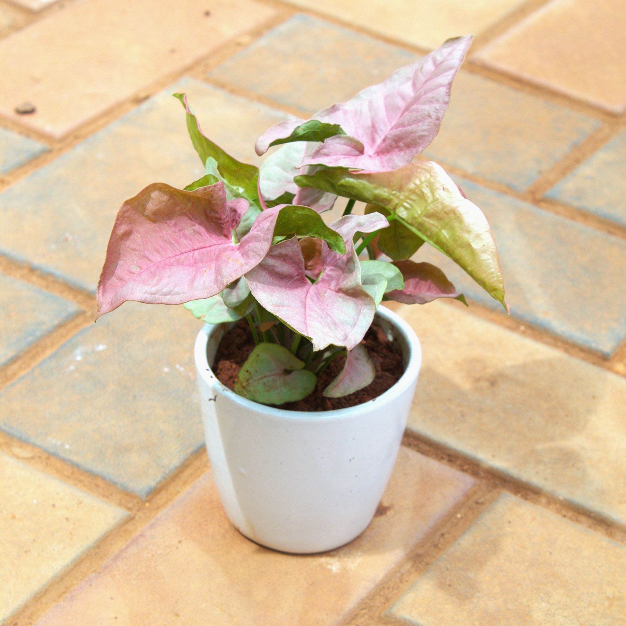 Gift Ready - Syngonium Pink in 4 Inch White cup ceramic Pot