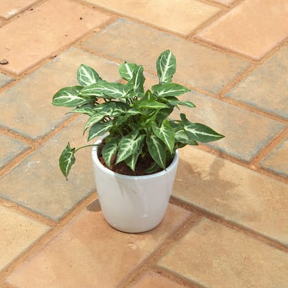 Buy Syngonium Green White in 4 Inch White cup ceramic Pot Online | Urvann.com