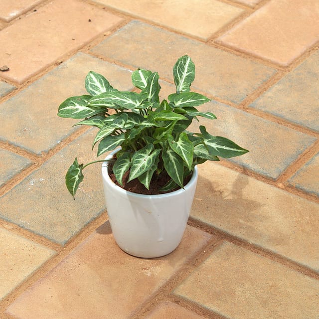 Gift Ready - Syngonium Green White in 4 Inch White cup ceramic Pot With a Chic Bag