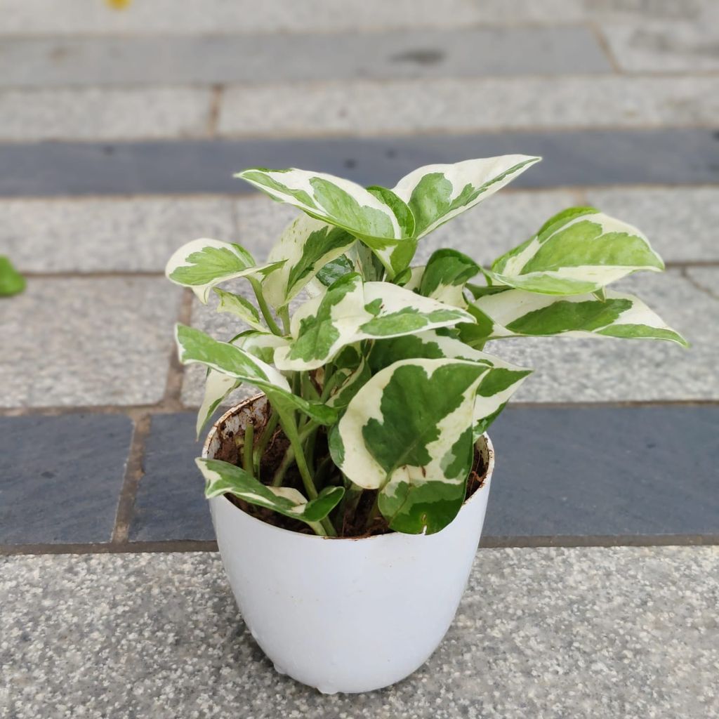 Buy Money Plant Njoy in 4 Inch White Premium Orchid Round Plastic Pot Online | Urvann.com Gift Ready - Money Plant Njoy in 4 Inch White Premium Orchid Round Plastic Pot With a Chic Bag