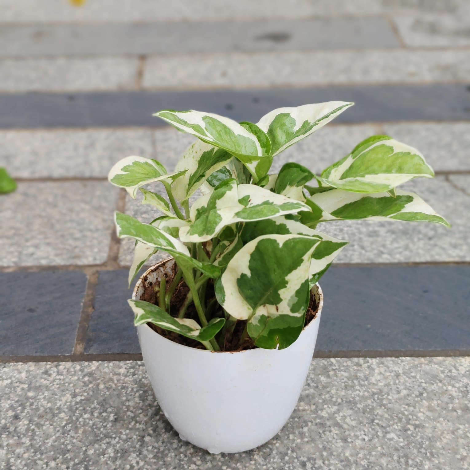 Gift Ready - Money Plant Njoy in 4 Inch White Premium Orchid Round Plastic Pot With a Chic Bag