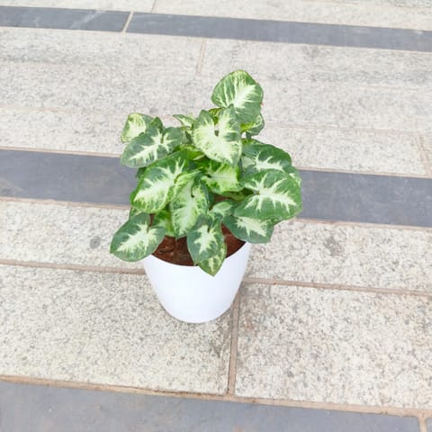 Syngonium Green White in 5 Inch White Premium Plastic Pot