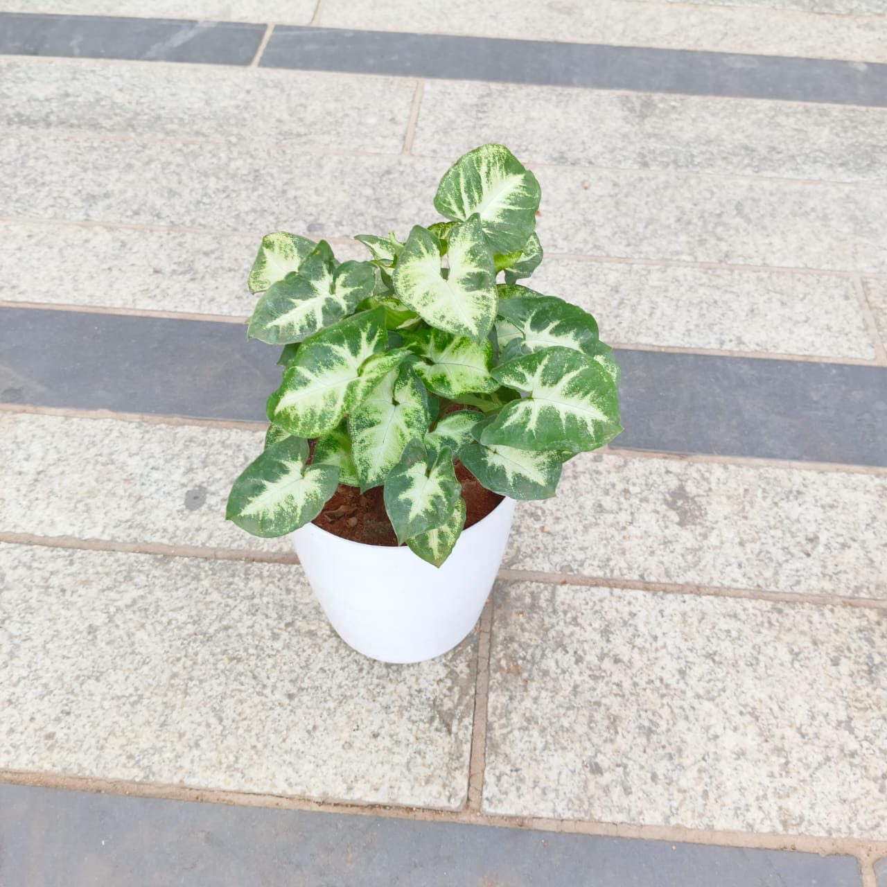 Syngonium Green White in 5 Inch White Premium Plastic Pot