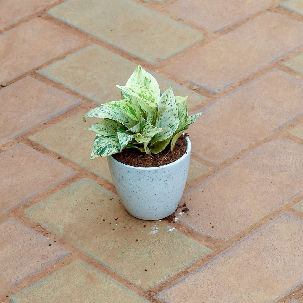 Gift Ready - Money Plant White in 4 Inch Classy White Cup Ceramic Pot With a Chic Bag