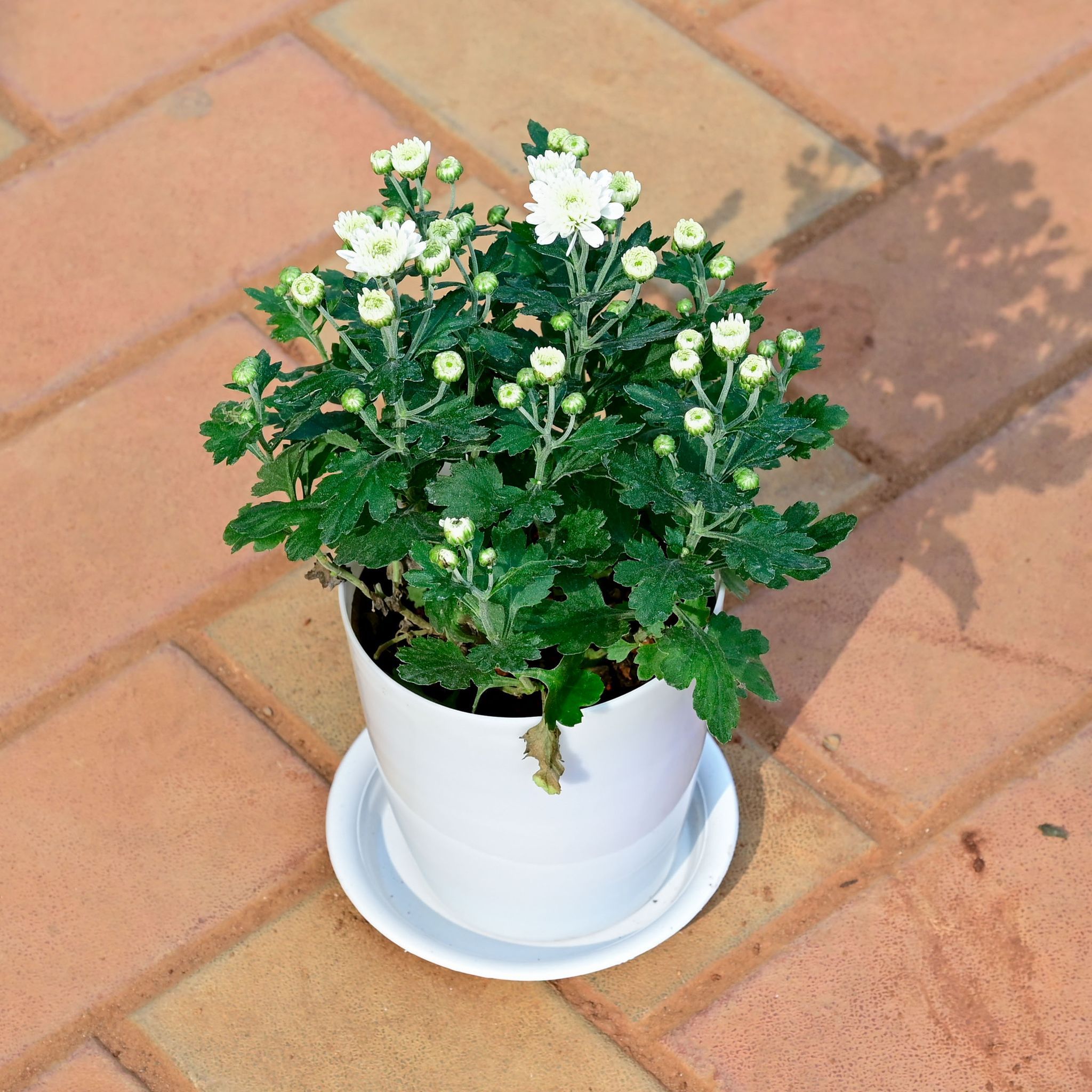 Gift Ready - Chrysanthemum / Guldawari / Guldaudi White in 5 Inch White Premium Sphere Plastic Pot with Tray With a Chic Bag