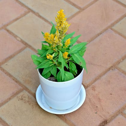Buy Cockscomb Yellow in 5 Inch White Premium Sphere Plastic Pot with Tray Online | Urvann.com