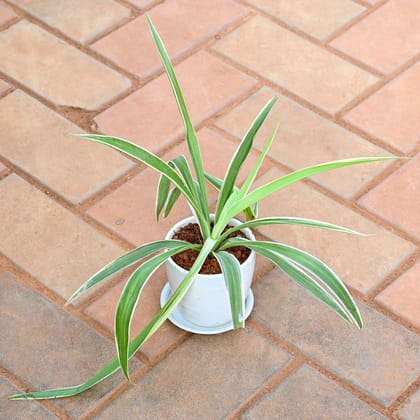 Buy Spider in 4 Inch Classy White Cup Ceramic Pot with Tray Online | Urvann.com