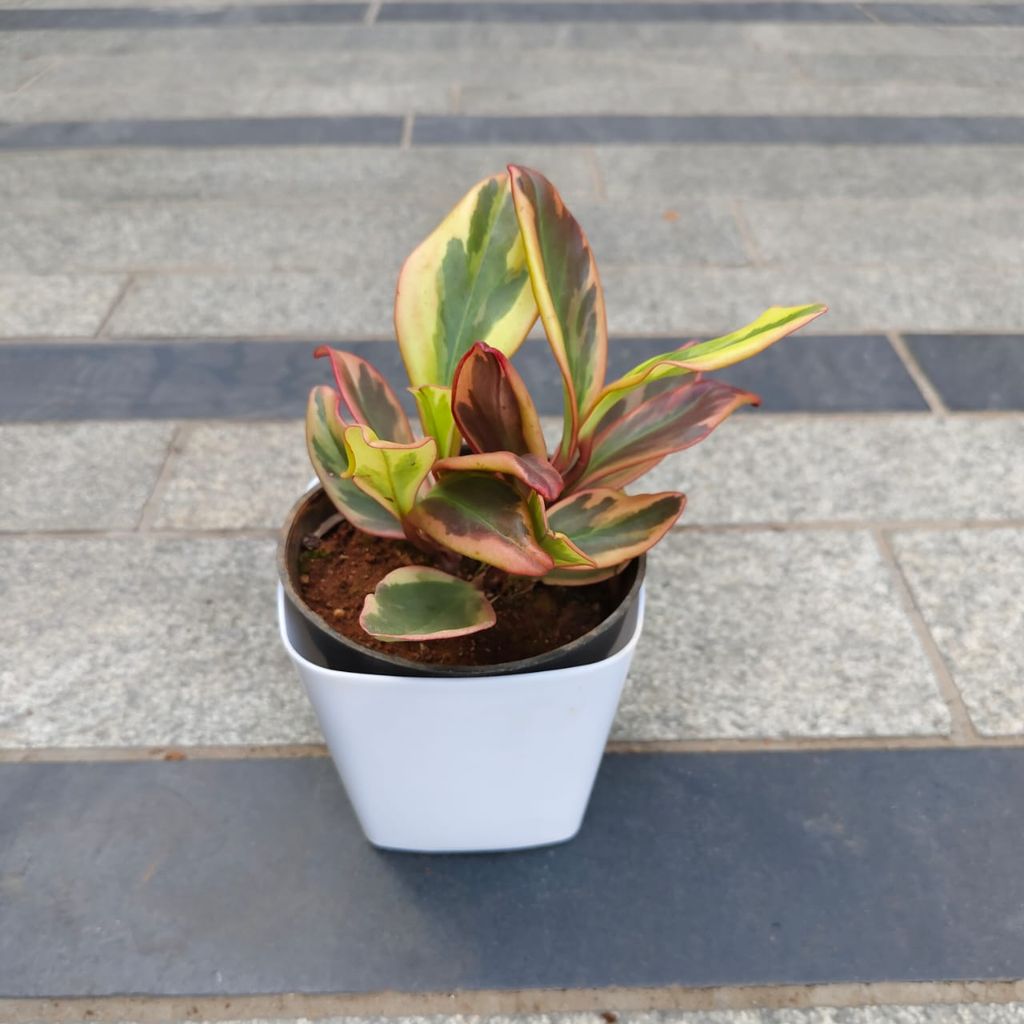 Gift Ready - Peperomia / Radiator Plant Pink in 4 Inch White Premium Square Plastic Pot With a Chic Bag Gift Ready - Peperomia / Radiator Plant Pink in 4 Inch White Premium Square Plastic Pot With a Chic Bag