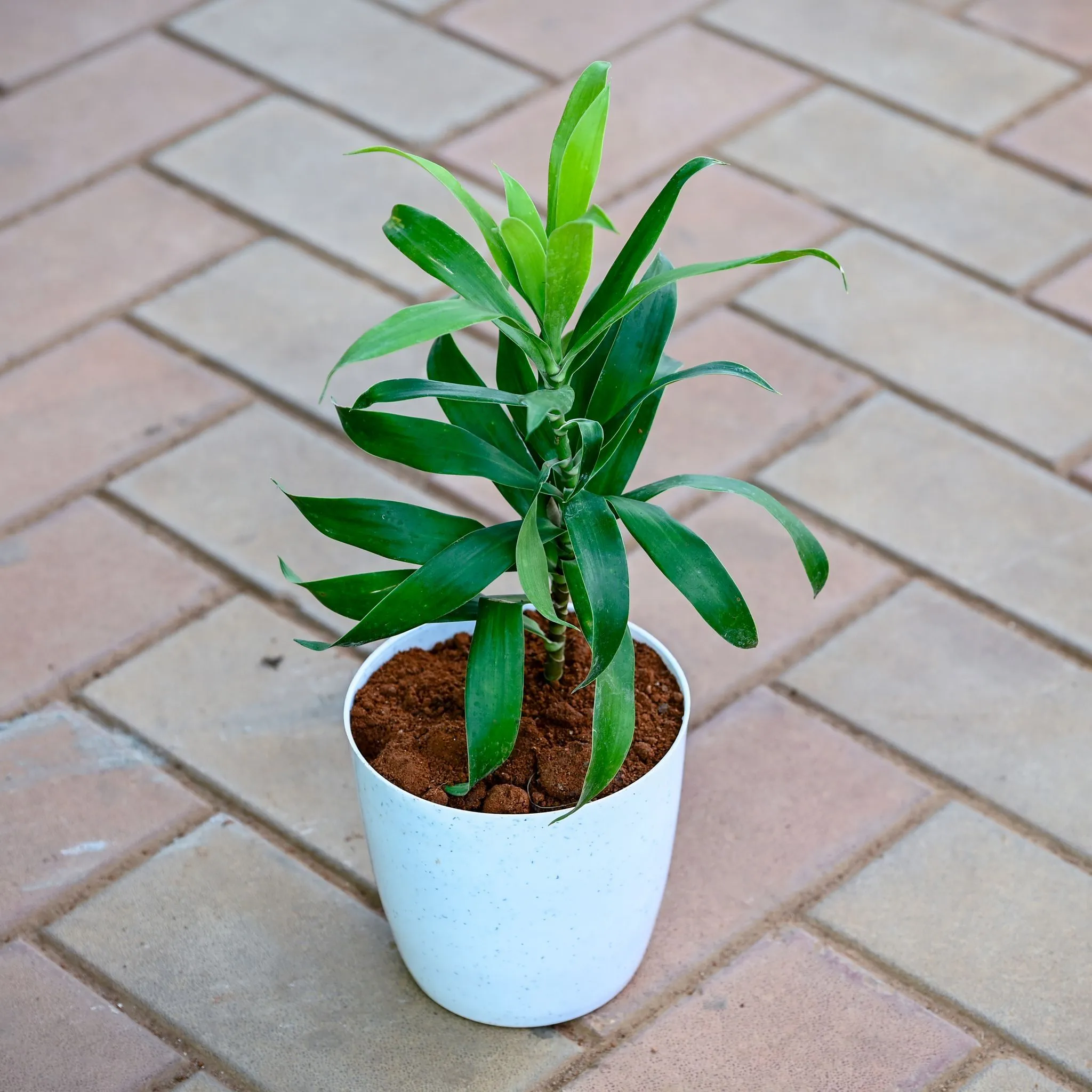 Gift Ready - Song of India Green in 5 Inch Premium Sphere Plastic Pot (any colour) With a Chic Bag