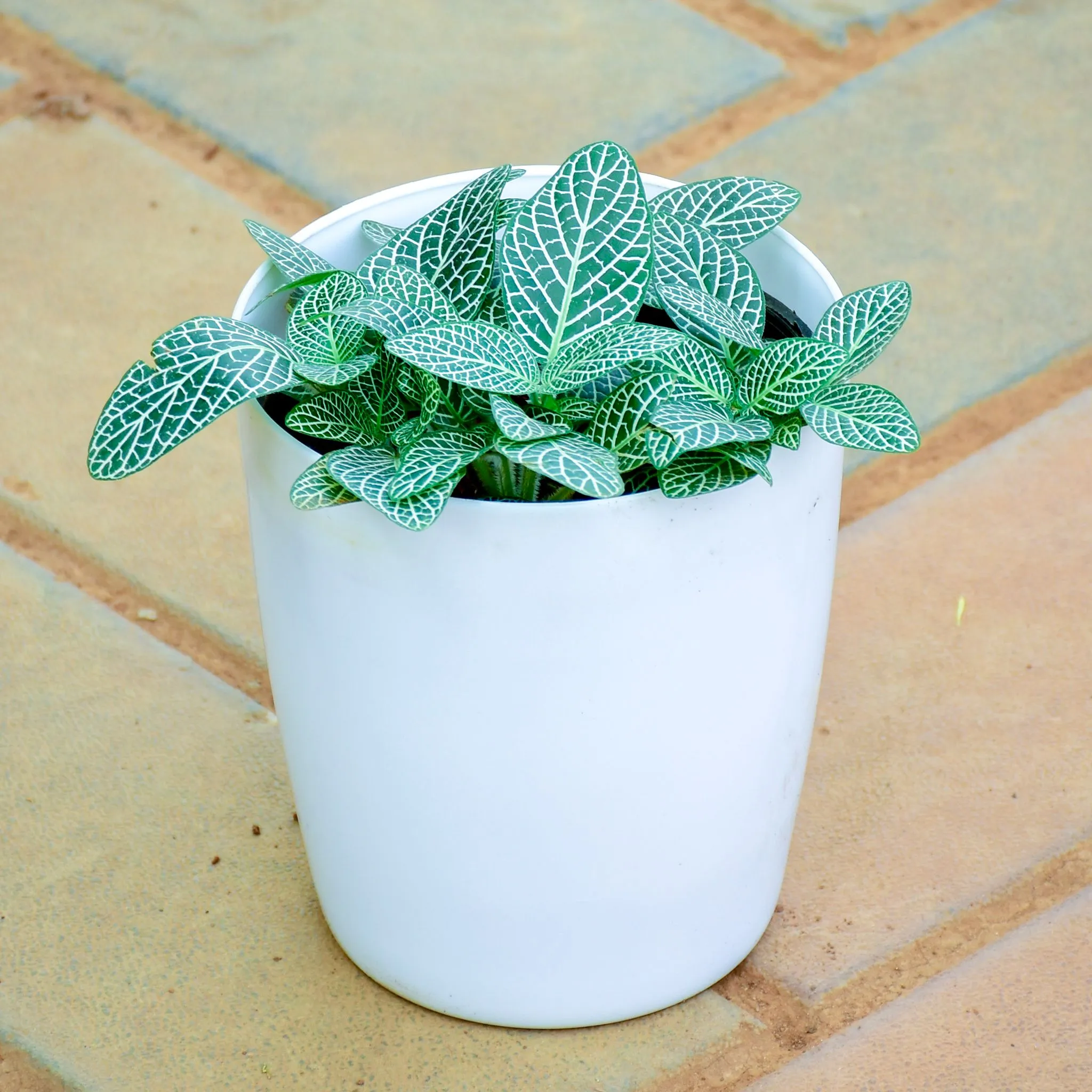 Gift Ready - Fittonia / Nerve Plant Green in 5 Inch White Elegance Sphere Plastic Pot With a Chic Bag
