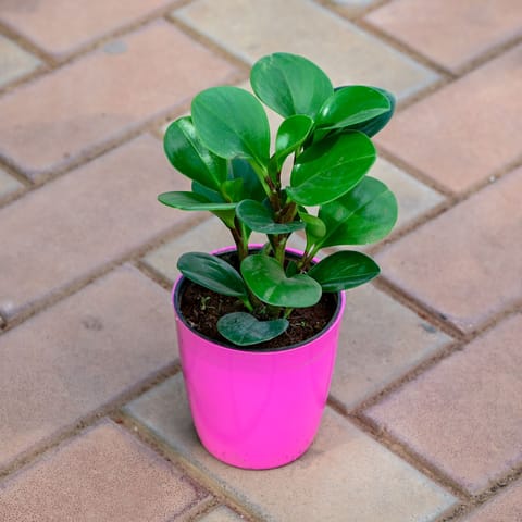 Gift Ready - Peperomia obtusifolia in 5 Inch Premium Sphere Plastic Pot (any colour) With a Chic Bag