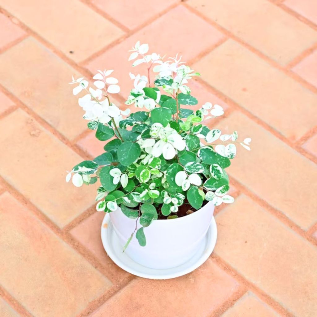 Gift Ready - Vishnu Bush in 5 Inch White Premium Sphere Plastic Pot with Tray With a Chic Bag Gift Ready - Vishnu Bush in 5 Inch White Premium Sphere Plastic Pot with Tray With a Chic Bag