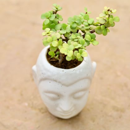 Gift Ready - Lucky Jade in 3 Inch Buddha Ceramic Planter (any colour) With a Chic Bag