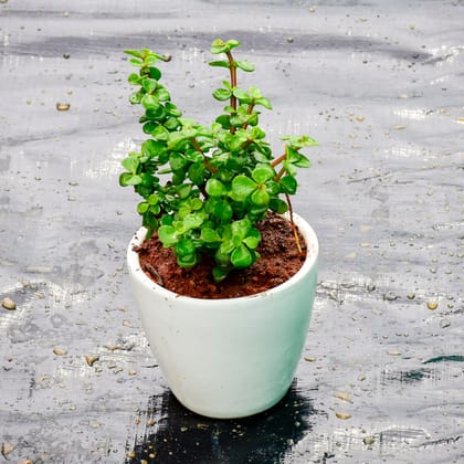 Buy Lucky Jade in 5 Inch Classy White Cup Ceramic Pot Online | Urvann.com