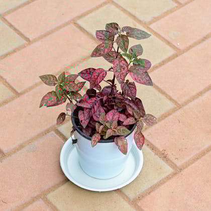 Buy Hypostes / Polka Dot Red in 5 Inch White Premium Sphere Plastic Pot with Tray Online | Urvann.com