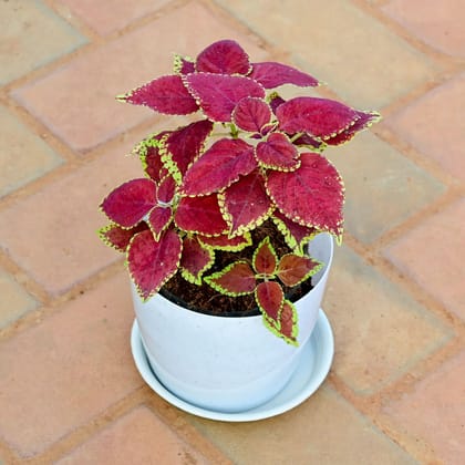 Buy Coleus Trusty Rusty in 5 Inch White Premium Sphere Plastic Pot with Tray Online | Urvann.com