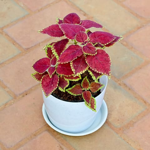 Gift Ready - Coleus Trusty Rusty in 5 Inch White Premium Sphere Plastic Pot with Tray With a Chic Bag
