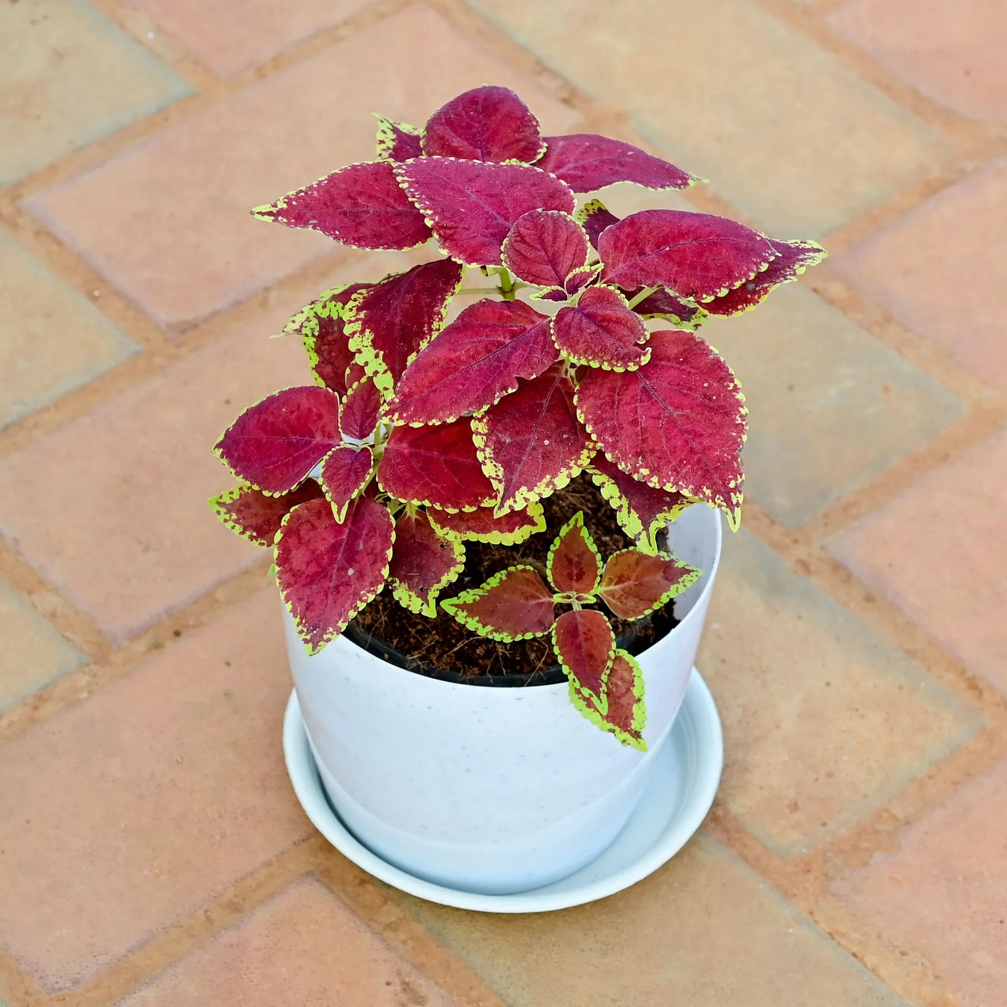 Gift Ready - Coleus Trusty Rusty in 5 Inch White Premium Sphere Plastic Pot with Tray