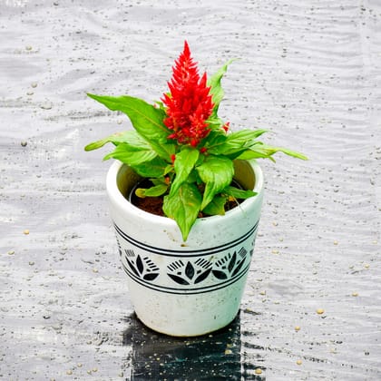 Buy Cockscomb (any colour) in 5 Inch Classy White Glass Ceramic Pot (any design) Online | Urvann.com
