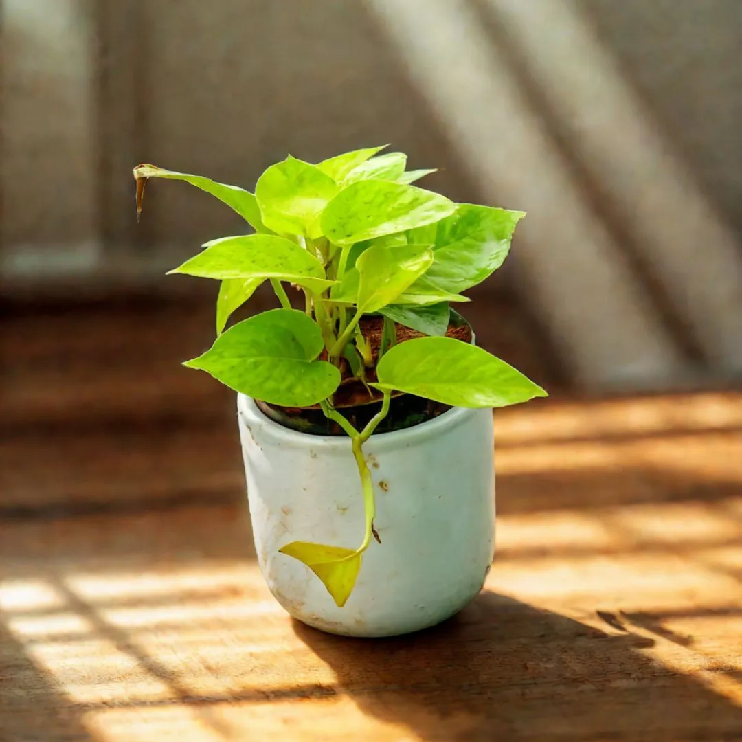 Gift Ready - Money Plant Golden in 5 Inch Classy White Cylindrical Ceramic Pot