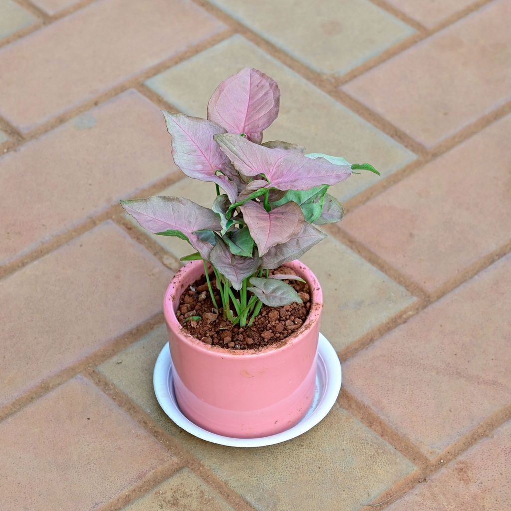 Buy Syngonium Pink in 4 Inch Classy Cylindrical Ceramic Pot with Tray (any colour) Online | Urvann.com Gift Ready - Syngonium Pink in 4 Inch Classy Cylindrical Ceramic Pot with Tray (any colour) With a Chic Bag