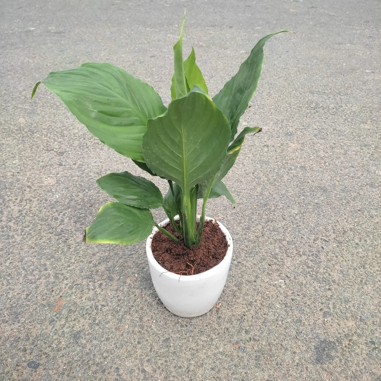 Gift Ready - Peace Lily in 3 Inch Classy Cup Ceramic Pot (any colour)