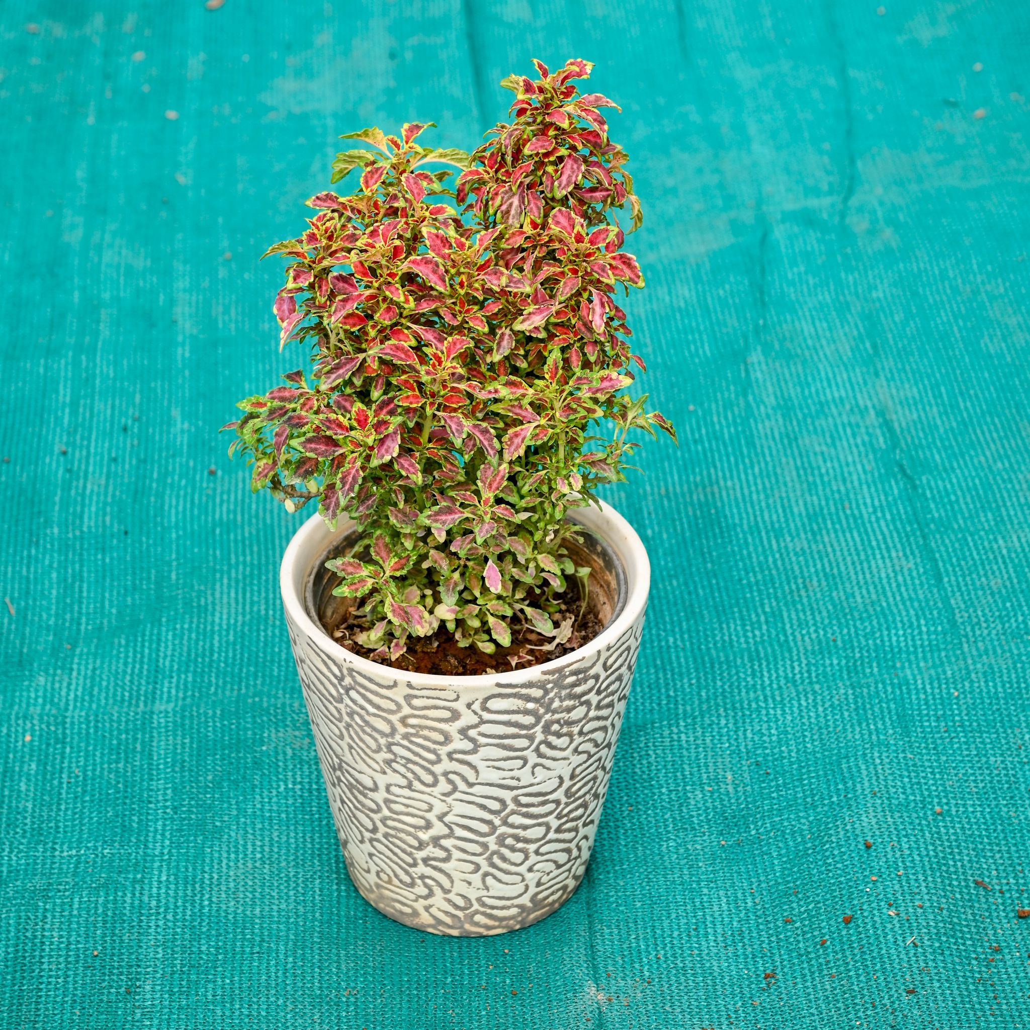 Gift Ready - Coleus (Any Colour) in 5 Inch Textured Cup Style Ceramic Pot (Any Colour)