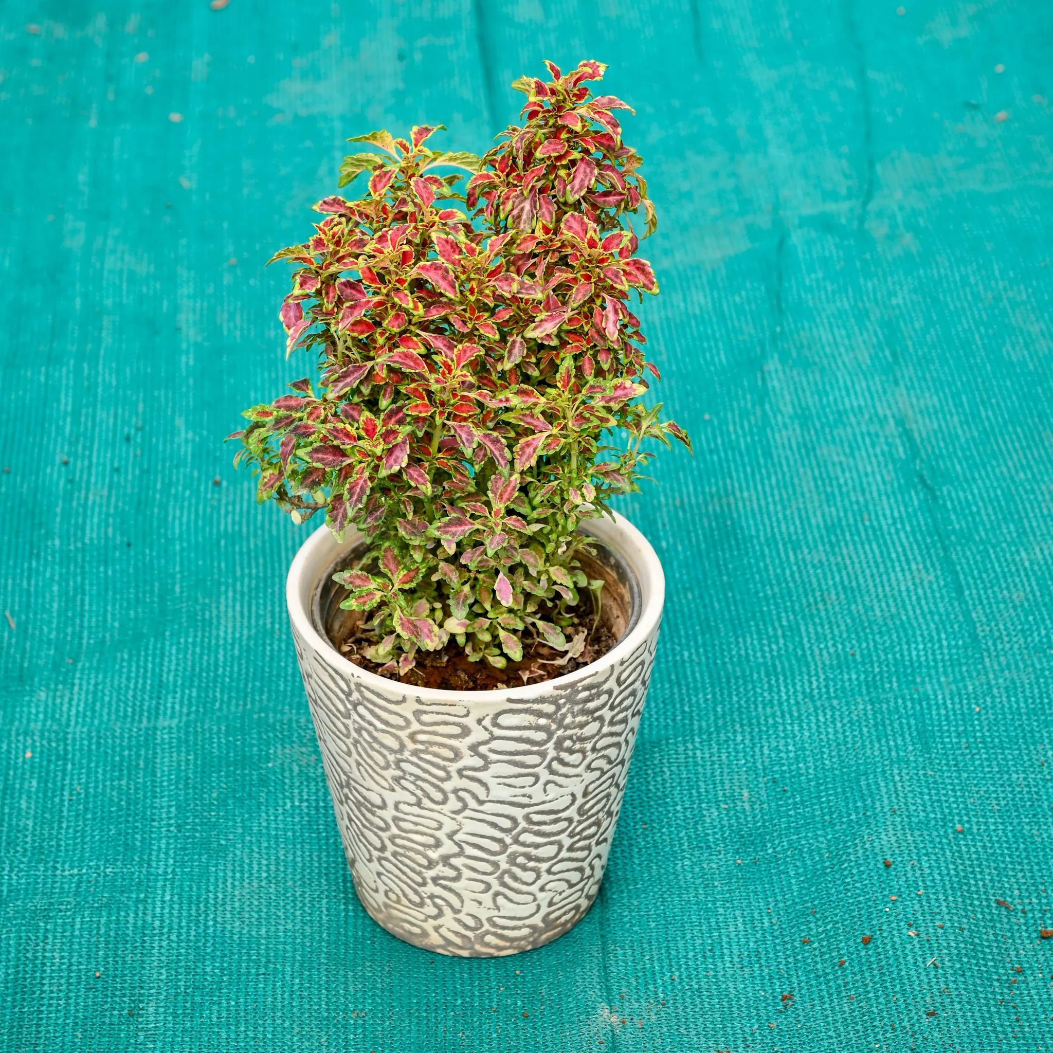 Gift Ready - Coleus (Any Colour) in 5 Inch Textured Cup Style Ceramic Pot (Any Colour)
