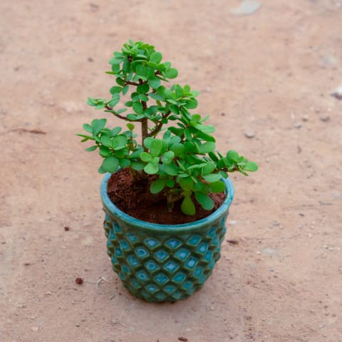 Gift Ready - Jade in 4 Inch Pineapple Designer Ceramic Pot (Any Colour) With a Chic Bag