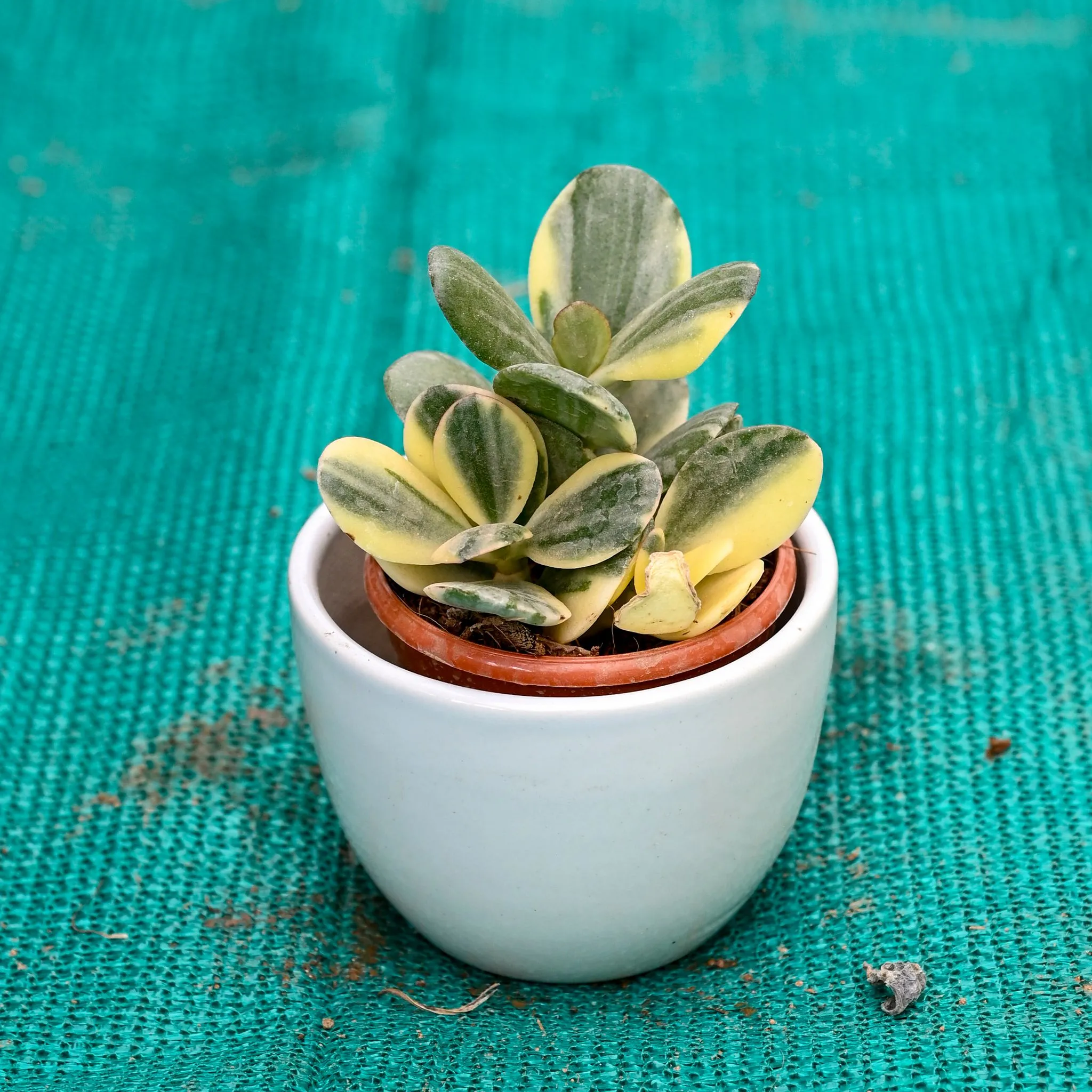 Gift Ready - Crasulla variegated in 5 Inch White Cup Designer Ceramic Pot (Any Colour)