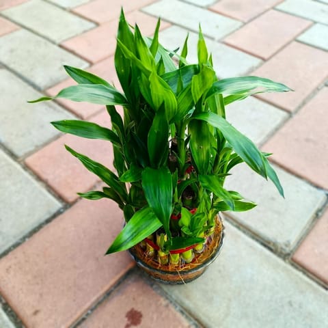 Gift Ready - 3 Layer Lucky Bamboo in Glass Bowl