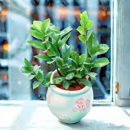 Gift Ready - Zz Green in 5 Inch Premium Round Ceramic Pot (Any Colour) With a Chic Bag