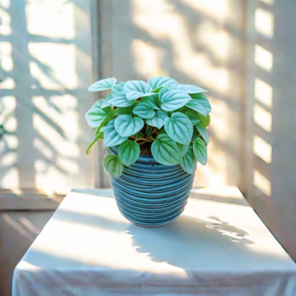 Gift Ready - Peperomia Argyreia in 4 Inch Cup Designer Ceramic Pot (Any Design) (Any Colour) With a Chic Bag Gift Ready - Peperomia Argyreia in 4 Inch Cup Designer Ceramic Pot (Any Design) (Any Colour) With a Chic Bag