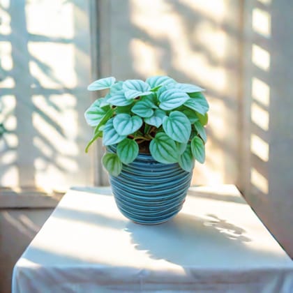 Gift Ready - Peperomia Argyreia in 4 Inch Cup Designer Ceramic Pot (Any Design) (Any Colour) With a Chic Bag