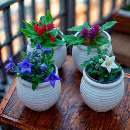 Gift Ready - Set Of 4 - Celosia & Platycodon Grandiflorus ( 2 Each) (Any Colour) in 4 Inch White Handi Vase Designer Ceramic Pot (Any Design) With a Chic Bag