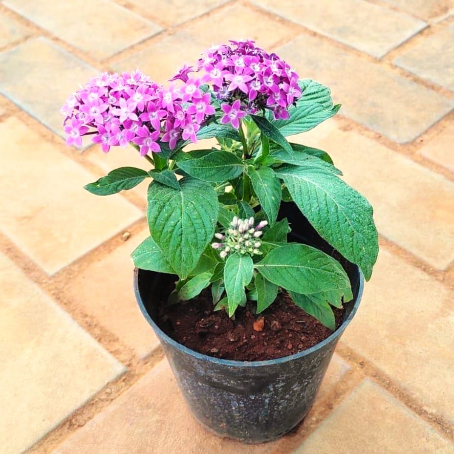 Pentas Purple in 4 Inch Nursery Pot Pentas Purple in 4 Inch Nursery Pot